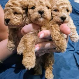 Poodle Puppies from Pawsitively Perfect Poodles