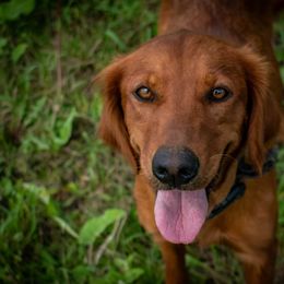 Sophie - Golden Retriever