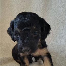 Sprinkles - pink girl - Phantom female Goldendoodle puppy in Stevensville, Montana from 3 Willows Doodles