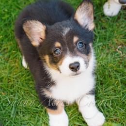 Falcon - Black and tan male Pembroke Welsh Corgi puppy in Bedford, Indiana from Sunny Acres Corgis