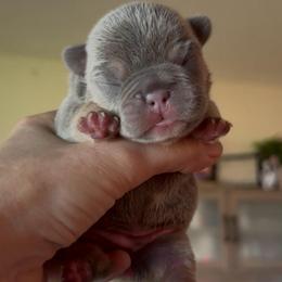 Lilac and Tan Female - Tricolors female French Bulldog puppy in Gulf Breeze, Florida from SW Frenchies