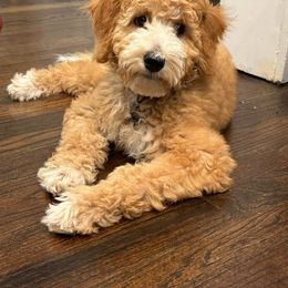 Aussiedoodle, Goldendoodle, Poodle, and Sheepadoodle Puppies from Kitandkboodle's Doodles