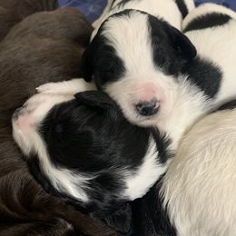 Goldendoodle Puppies from FamilyLoved Doodles