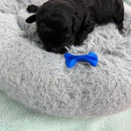 Fisher - Black and white male Aussiedoodle puppy in Science Hill, Kentucky from Southern Paws Kennels