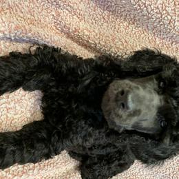 Goldendoodle and Poodle Puppies from Heartland Poodles and Doodles