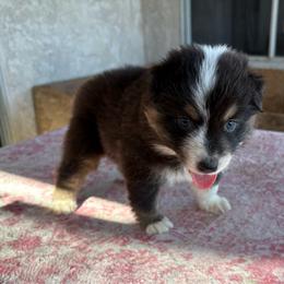 Purple - Black tri-color female Australian Shepherd puppy in Fontana, California from J.O Family Aussies