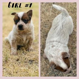 Girl - Red speckled female Australian Cattle Dog puppy in Prague, Oklahoma from S&B Cattle Co.