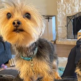 Yorkshire Terriers from West Texas Moonshine Yorkies