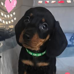 Dachshund puppies from Rose Valley Doxies