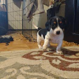 Dachshund and Poodle Puppies from Norman's Mini doxies