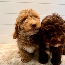 Blue Collar Boy - Chocolate male Goldendoodle puppy in San Augustine, Texas from Vintage Doodles