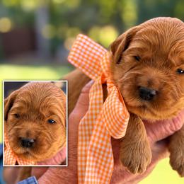 Mr. Orange Collar - Gold male Australian Labradoodle puppy in Wake Forest, North Carolina from Lucky Country Labradoodles