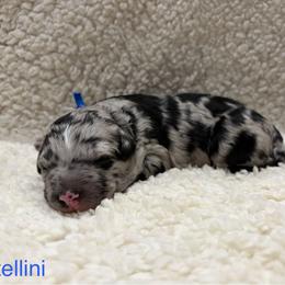 Tortellini - Gray and white male Sheepadoodle puppy in Bloomfield, New Jersey from C3 Sheepadoodles