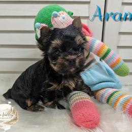 Aramis - Black and gold male Yorkshire Terrier puppy in Austin, Texas from Rhine Valley Yorkies