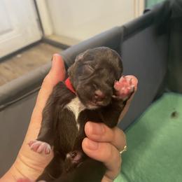 Chocolate - Liver male Miniature Schnauzer puppy in Palestine, Texas from Miniature Schnauzer Puppies of Palestine Tx