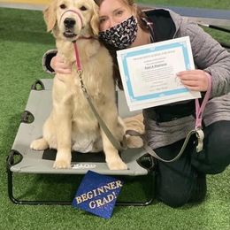 Golden Retriever Puppies from Goldminer Goldens