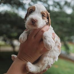 Olsen - Parti male Goldendoodle puppy in Austin, Texas from Cedarcrest Goldendoodles