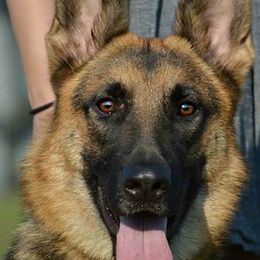 German Shepherds from Wildfire German Shepherds