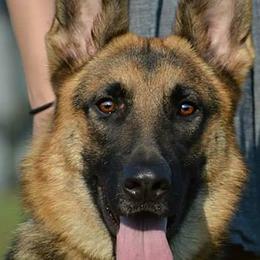 German Shepherds from Wildfire German Shepherds