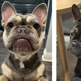 French Bulldogs from Amber Gomes