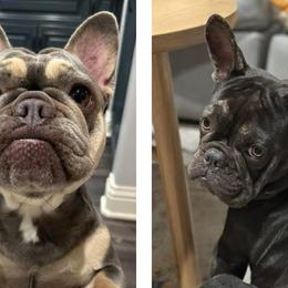 French Bulldogs from Amber Gomes