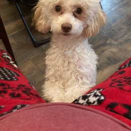 Poodle Puppies from Tiny Red Toy Poodles