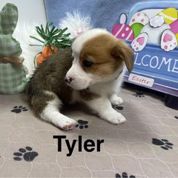Tyler - Red male Pembroke Welsh Corgi puppy in Apison, Tennessee from Ashmore Corgis