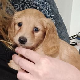 Dachshund Puppies from TNT MINI DACHSHUNDS