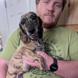 Truffles - Brindle female Dachshund puppy in Central Point, Oregon from MRS Long Dog Ranch