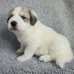 Dolly - Light blue collar - White and badger female Great Pyrenees puppy in Monmouth, Maine from Flewelling Great Pyrenees