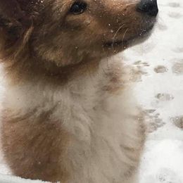 Shetland Sheepdog Puppies from Southern Charm Sheltie’s