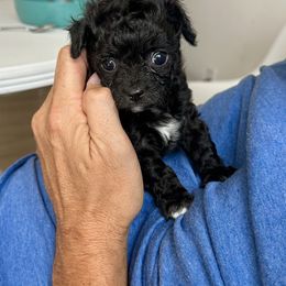 Cavapoo Puppies from The Cavapoo Club