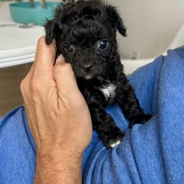 Cavapoo Puppies from The Cavapoo Club