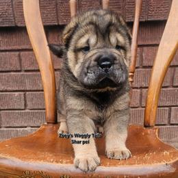 Vecna - Black sable male Chinese Shar-Pei puppy in Minden, Louisiana from Zoey's Waggly Tails