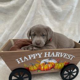 Silver Red Collar - Silver male Dilute Retriever puppy in Teton County, Montana from East Front Labradors & Treasure State Schnauzers