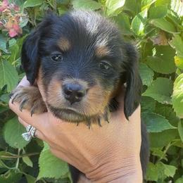 Orange Collar Longhair - Black and tan male Dachshund puppy in Cottonwood, California from Circle C Farm