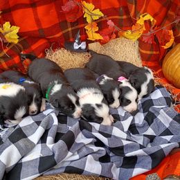 Litter announcement - Black and white female Border Collie puppy in Dundy County, Nebraska from Stag Valley Homestead