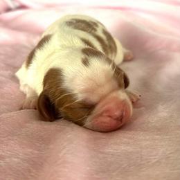 Tess - Blenheim female Cavalier King Charles Spaniel puppy in Columbus, Mississippi from Rocky Road Kennel