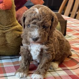 Cookie - Red  female Poodle puppy in Ogden, Utah from Bells Poodles