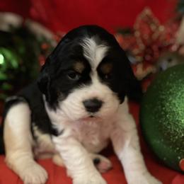 English Springer Spaniel Puppies from Powers English Springer Spaniels