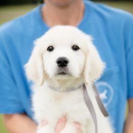 Golden Retriever Puppies from Southland Goldens