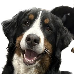 Gracie - Bernese Mountain Dog