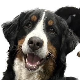 Gracie - Bernese Mountain Dog