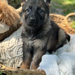 Saoires - Sable female German Shepherd puppy in Dover, Delaware from Fornax