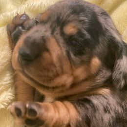 Puppy 1 - Dapple male Dachshund puppy in Great Bend, Pennsylvania from Dashing Doxies