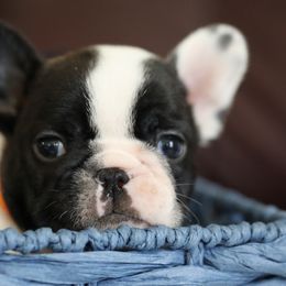 Orange Collar - Brindle and white French Bulldog puppy in Wichita, Kansas from Phantasticus French Bulldogs
