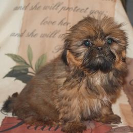 Shih Tzu Puppies from Gypsy Breeze Kennels