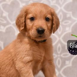 Blackberry - Dark golden male Golden Retriever puppy in Strawberry Plains, Tennessee from Origins Goldens