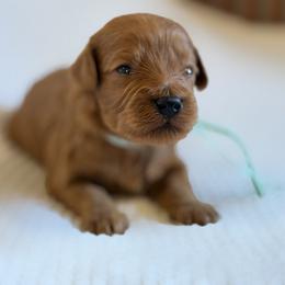 Girl 1 - Red female Australian Labradoodle puppy in Waco, Texas from RainPuddle's Labradoodles