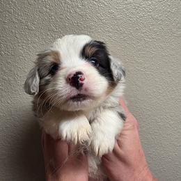 Anna - Blue merle and white female Cardigan Welsh Corgi puppy in Atascadero, California from California Corgis and Kunes